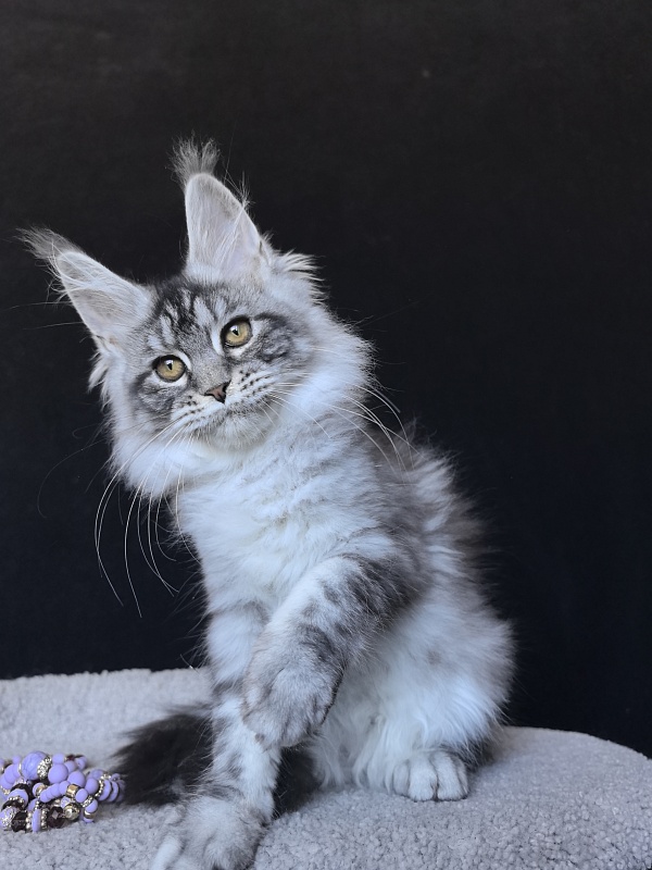 Queen Mimi Akbars - Kitten maine-coon 3 months 2 weeks