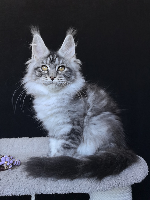 Queen Mimi Akbars - Kitten maine-coon 3 months 2 weeks
