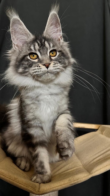 Queen Mimi Akbars - Kitten maine-coon 4 months 3.5 weeks