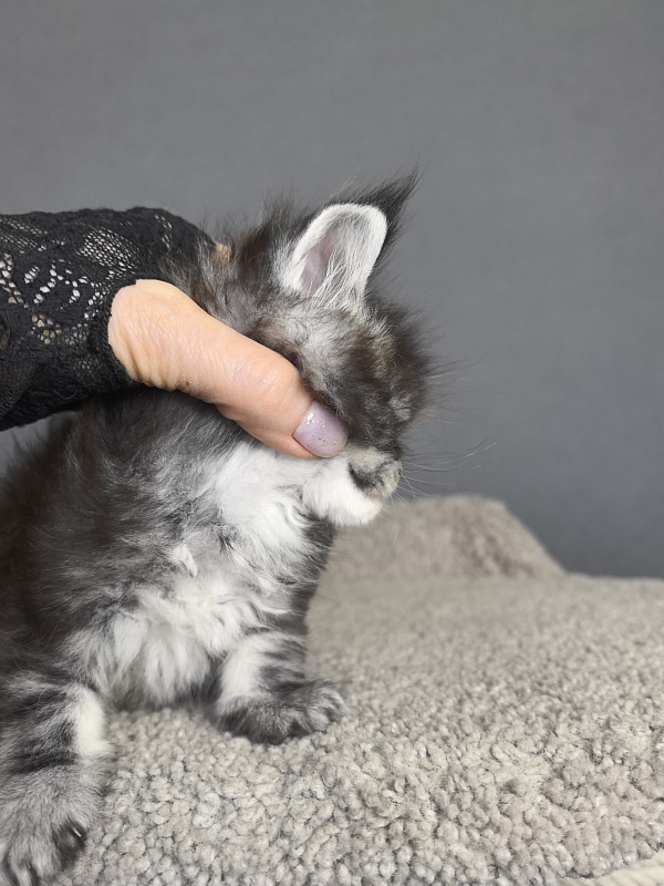 Queen Mimi Akbars - Kitten maine-coon 3 weeks