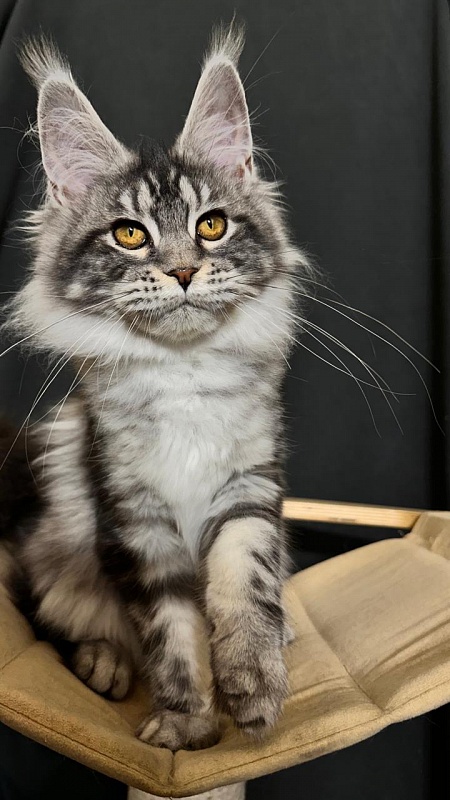 Queen Mimi Akbars - Kitten maine-coon 4 months 3.5 weeks