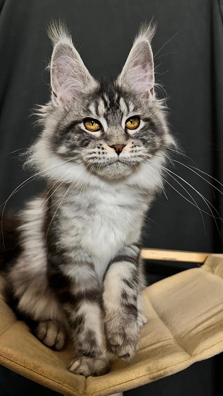 Queen Mimi Akbars - Kitten maine-coon 4 months 3.5 weeks