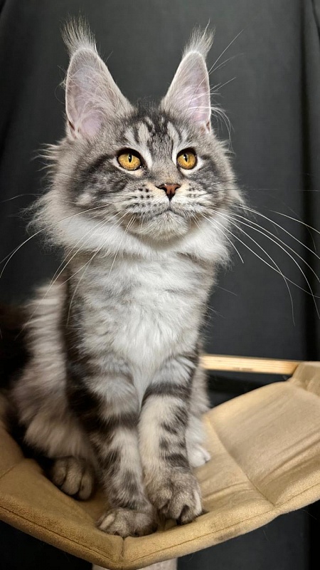Queen Mimi Akbars - Kitten maine-coon 4 months 3.5 weeks