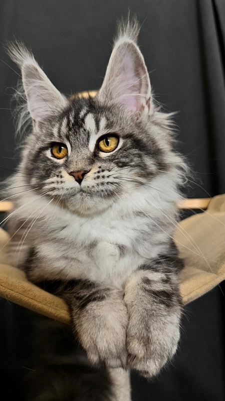 Queen Mimi Akbars - Kitten maine-coon 4 months 3.5 weeks