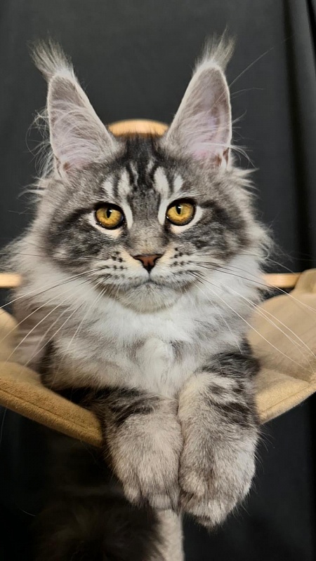 Queen Mimi Akbars - Kitten maine-coon 4 months 3.5 weeks