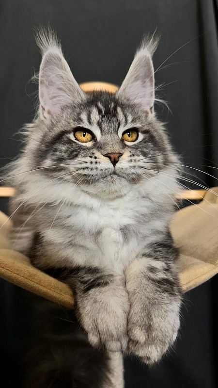 Queen Mimi Akbars - Kitten maine-coon 4 months 3.5 weeks