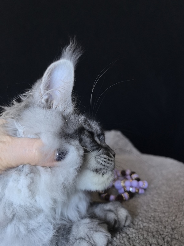 Queen Mimi Akbars - Kitten maine-coon 3 months 2 weeks