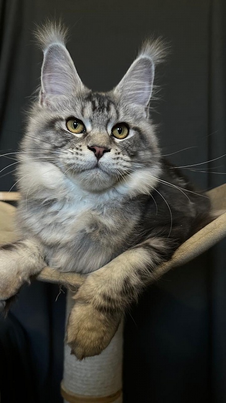 Queen Mimi Akbars - Kitten maine-coon 6 months 1 week