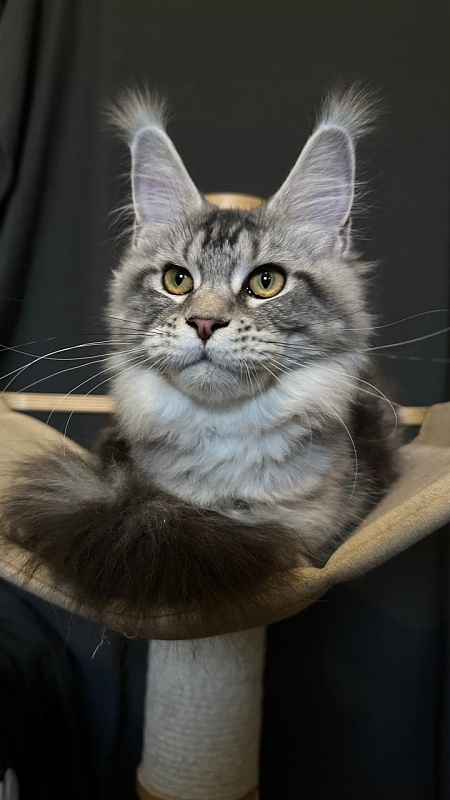Queen Mimi Akbars - Kitten maine-coon 6 months 1 week