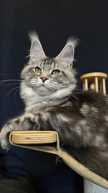 Queen Mimi Akbars - Kitten maine-coon 6 months 2 weeks