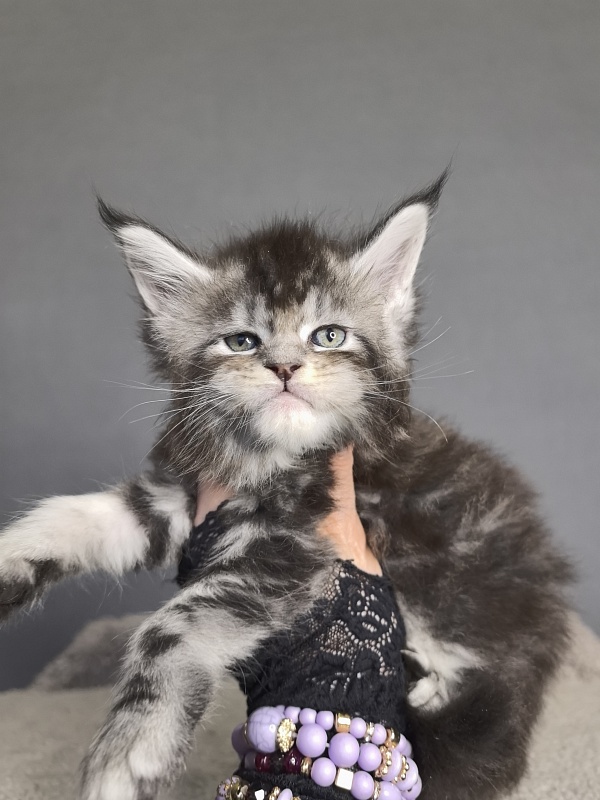 Queen Mimi Akbars - Kitten maine-coon 3 weeks