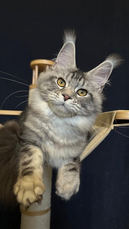 Queen Mimi Akbars - Kitten maine-coon 6 months 2 weeks