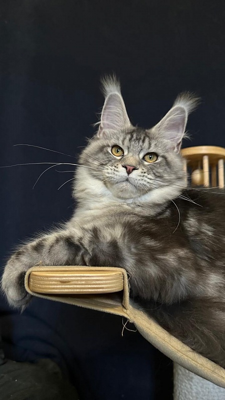 Queen Mimi Akbars - Kitten maine-coon 6 months 2 weeks