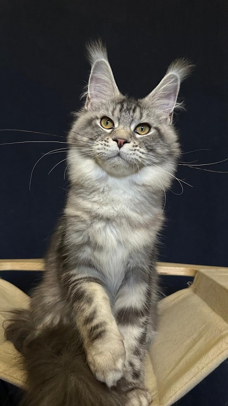 Queen Mimi Akbars - Kitten maine-coon 6 months 2 weeks