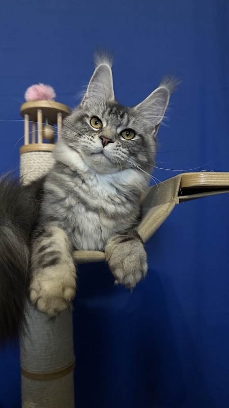 Queen Mimi Akbars - Junior maine-coon 7 months 0.5 weeks