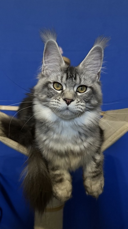 Queen Mimi Akbars - Junior maine-coon 7 months 0.5 weeks