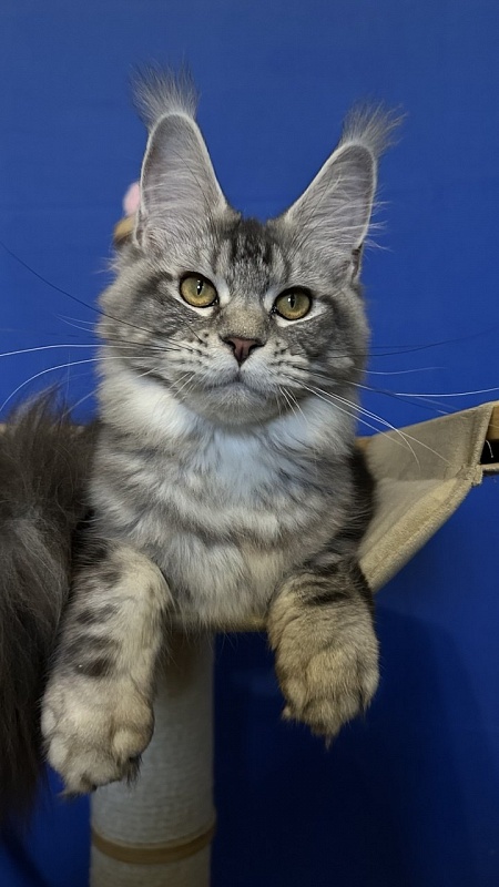 Queen Mimi Akbars - Junior maine-coon 7 months 0.5 weeks