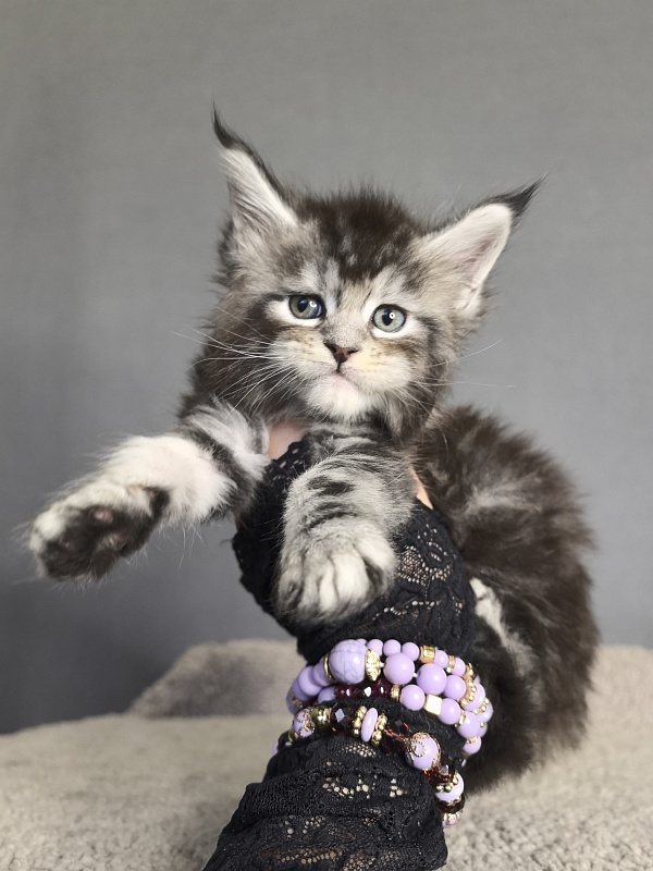 Queen Mimi Akbars - Kitten maine-coon 3 weeks