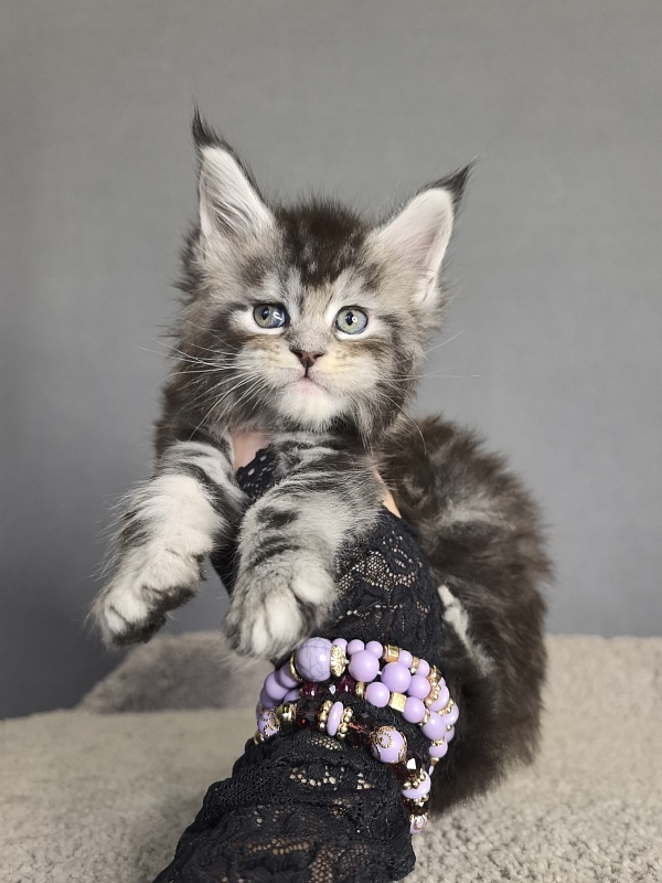 Queen Mimi Akbars - Kitten maine-coon 3 weeks