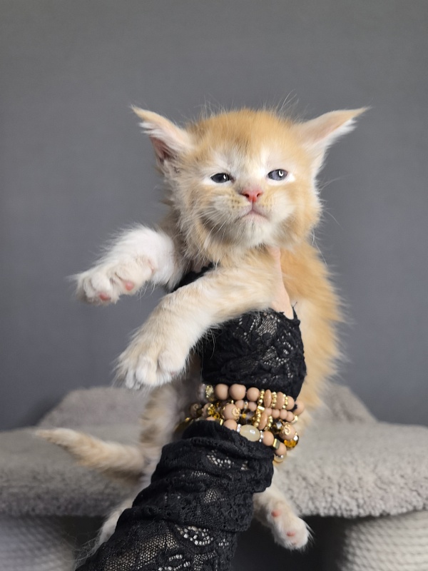Prokhor Akbars - Kitten maine-coon 3 weeks
