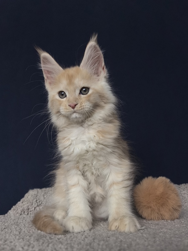Prokhor Akbars - Kitten maine-coon 2 months