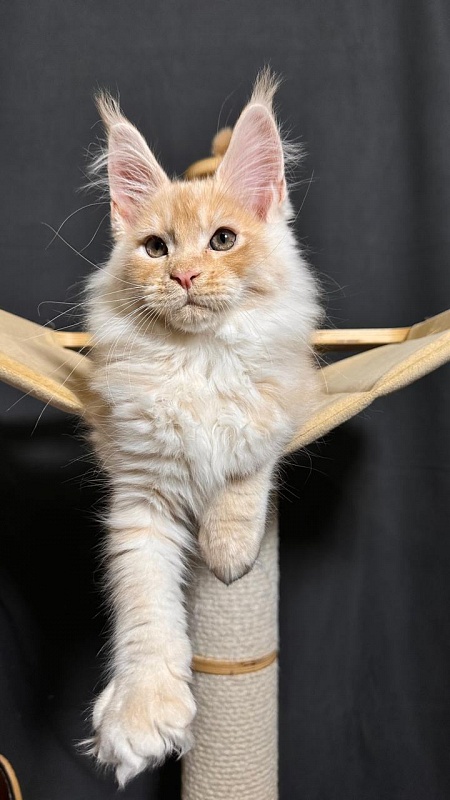 Prokhor Akbars - Kitten maine-coon 2 months 3.5 weeks