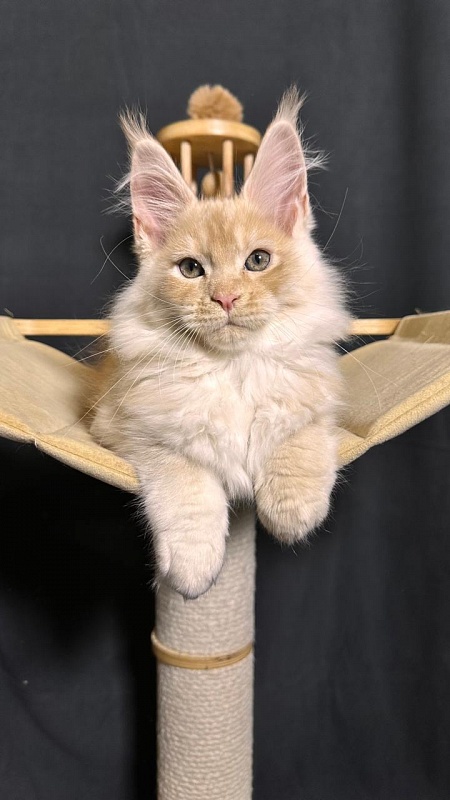 Prokhor Akbars - Kitten maine-coon 2 months 3.5 weeks