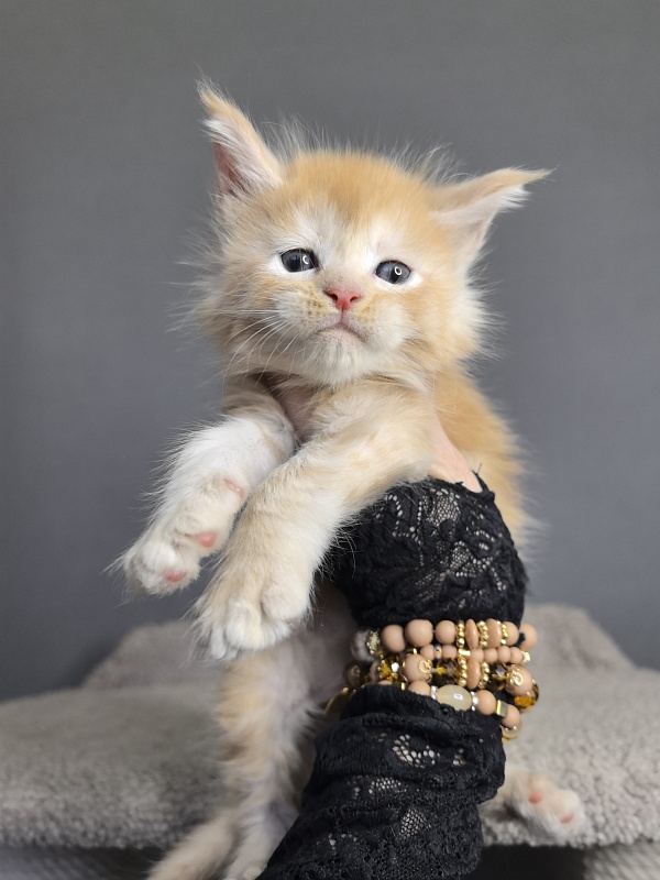 Prokhor Akbars - Kitten maine-coon 3 weeks