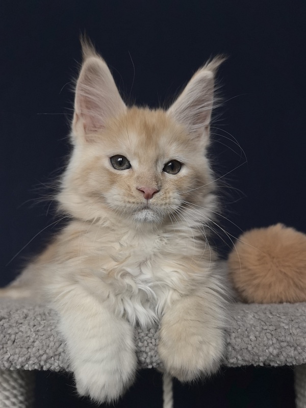 Prokhor Akbars - Kitten maine-coon 2 months