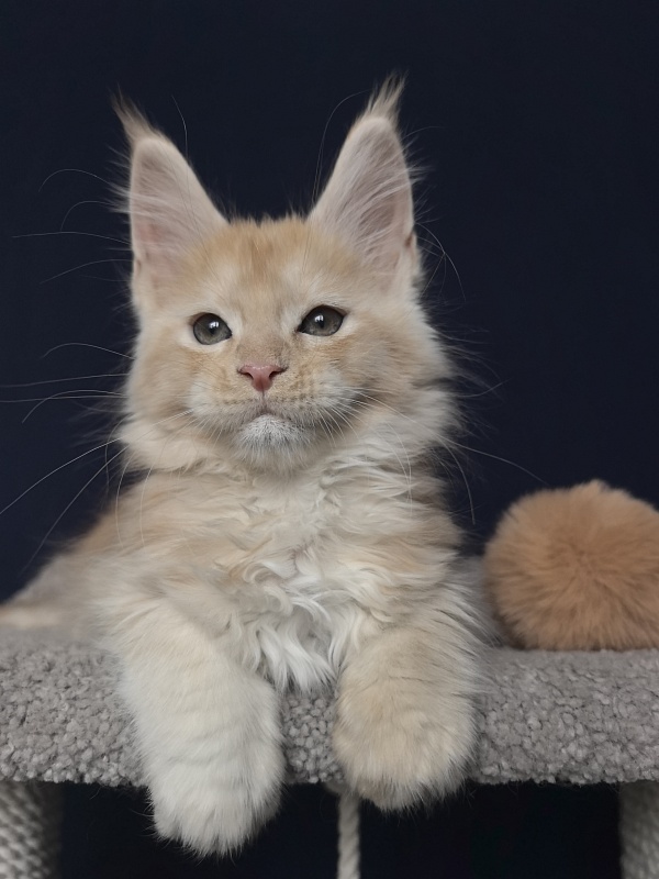 Prokhor Akbars - Kitten maine-coon 2 months