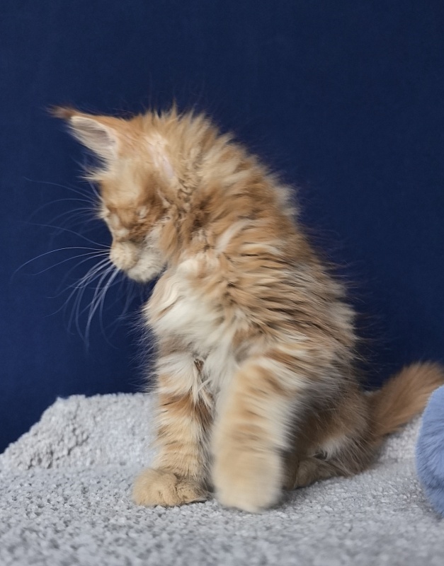 Porsche Akbars - Kitten maine-coon 2 months