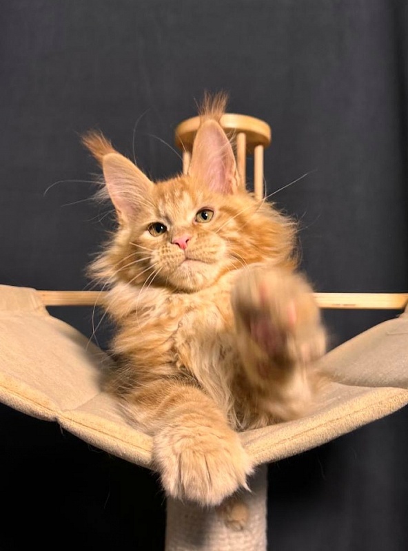 Porsche Akbars - Kitten maine-coon 2 months 3.5 weeks