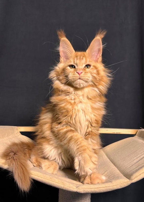Porsche Akbars - Kitten maine-coon 2 months 3.5 weeks