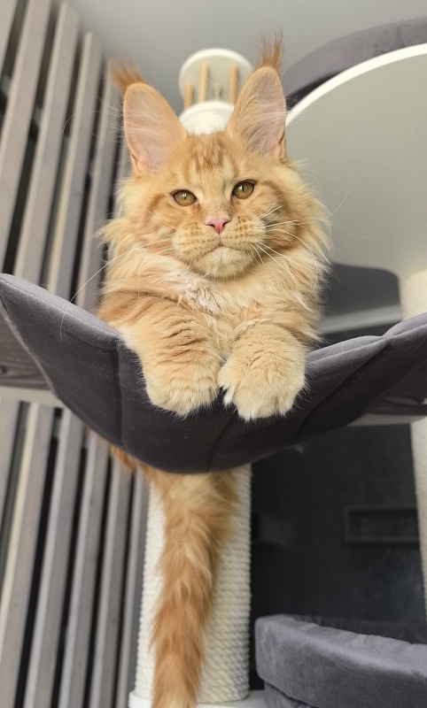 Porsche Akbars - Kitten maine-coon 3 months 1.5 week