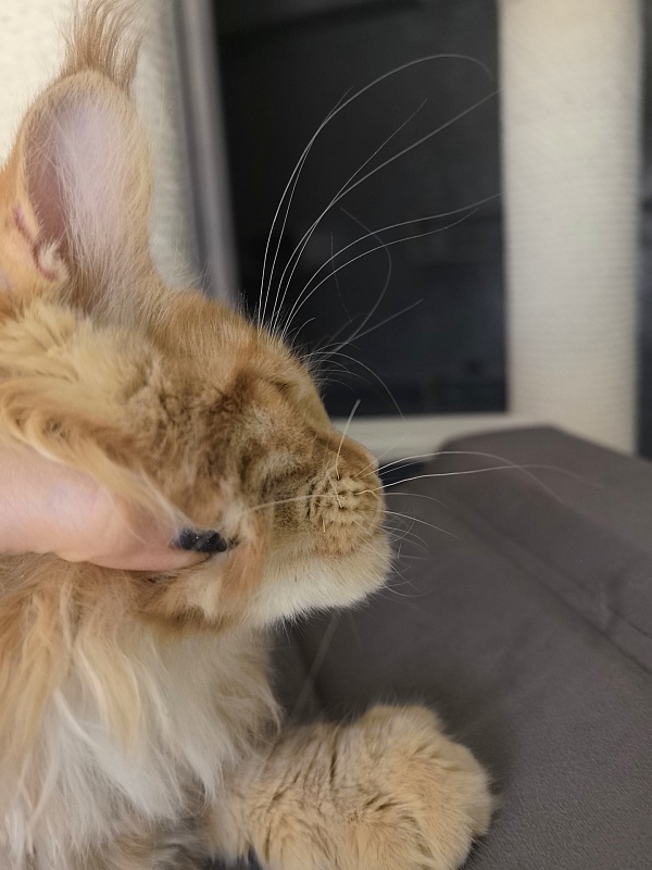 Porsche Akbars - Kitten maine-coon 3 months 1.5 week