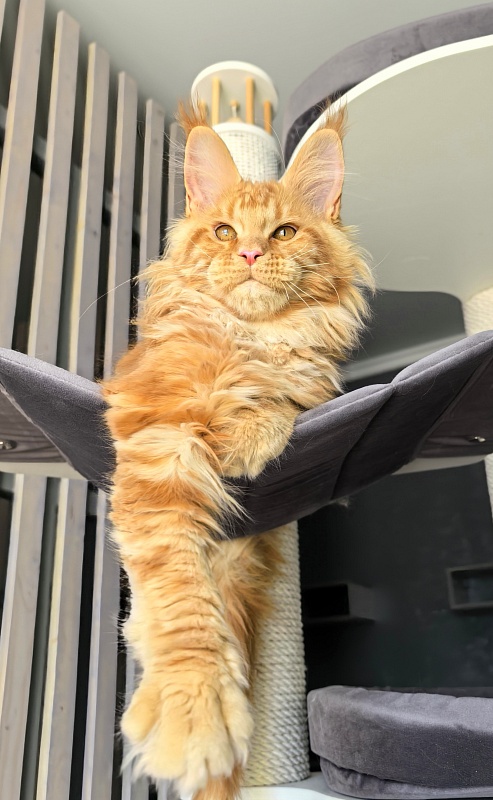 Porsche Akbars - Kitten maine-coon 3 months 1.5 week