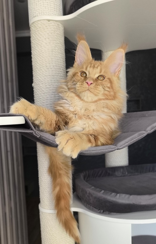 Porsche Akbars - Kitten maine-coon 3 months 1.5 week