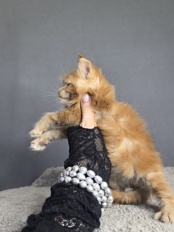 Porsche Akbars - Kitten maine-coon 3 weeks