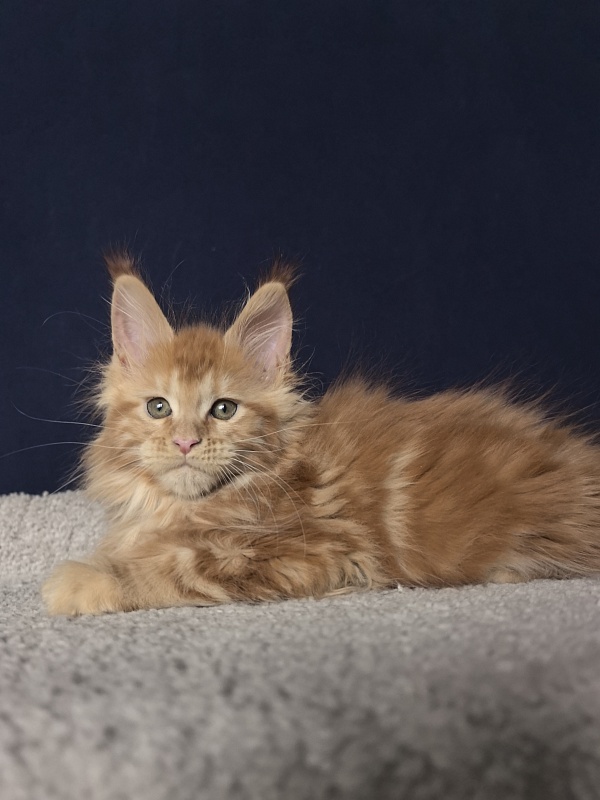 Porsche Akbars - Kitten maine-coon 2 months