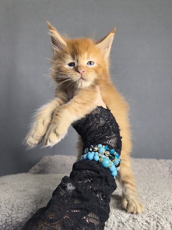 Punsh Akbars - Kitten maine-coon 3 weeks