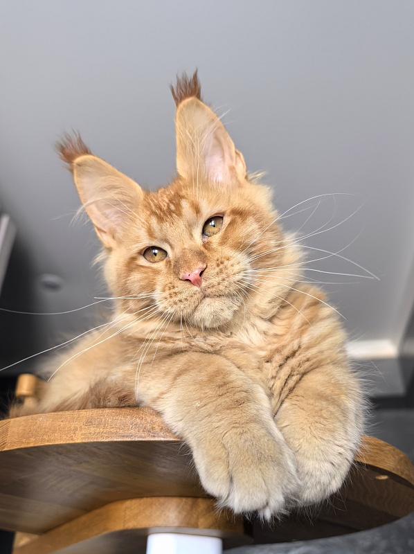 Pharaoh Zeus Akbars - Kitten maine-coon 3.5 months