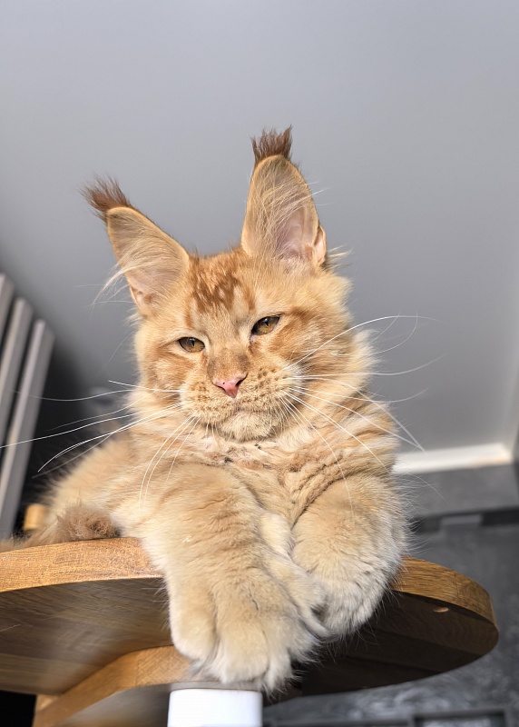 Pharaoh Zeus Akbars - Kitten maine-coon 3.5 months