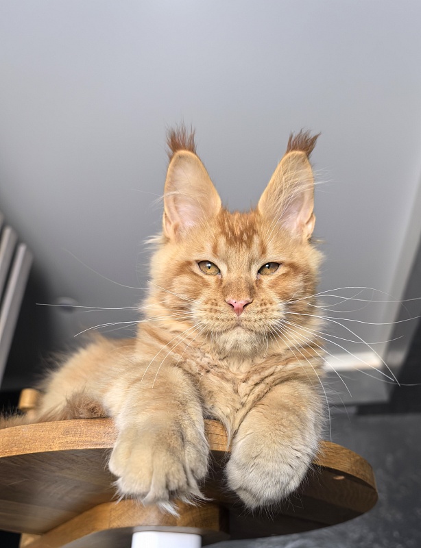 Pharaoh Zeus Akbars - Kitten maine-coon 3.5 months