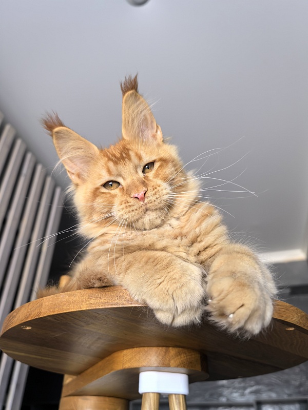 Pharaoh Zeus Akbars - Kitten maine-coon 3.5 months