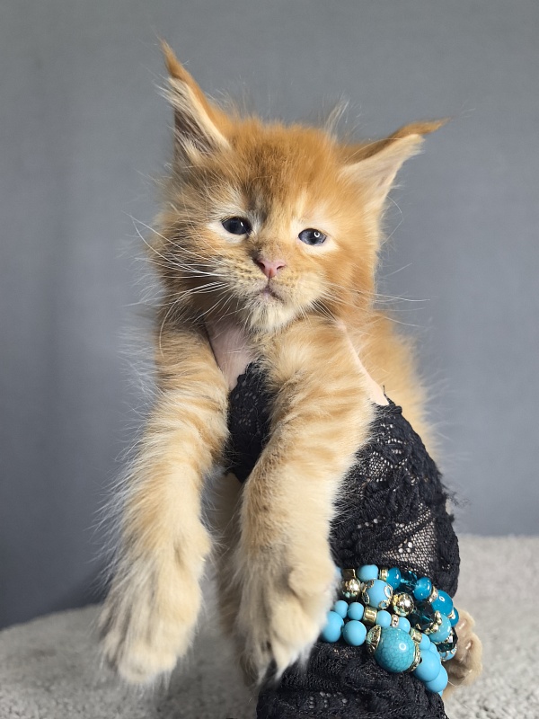 Punsh Akbars - Kitten maine-coon 3 weeks
