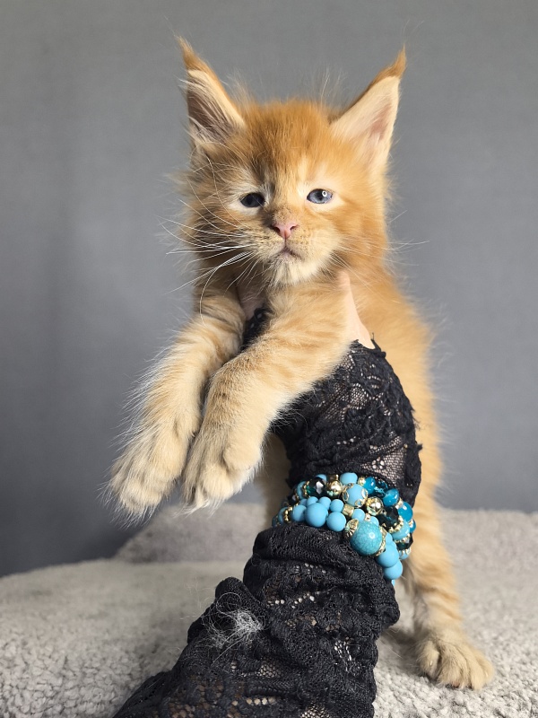 Punsh Akbars - Kitten maine-coon 3 weeks