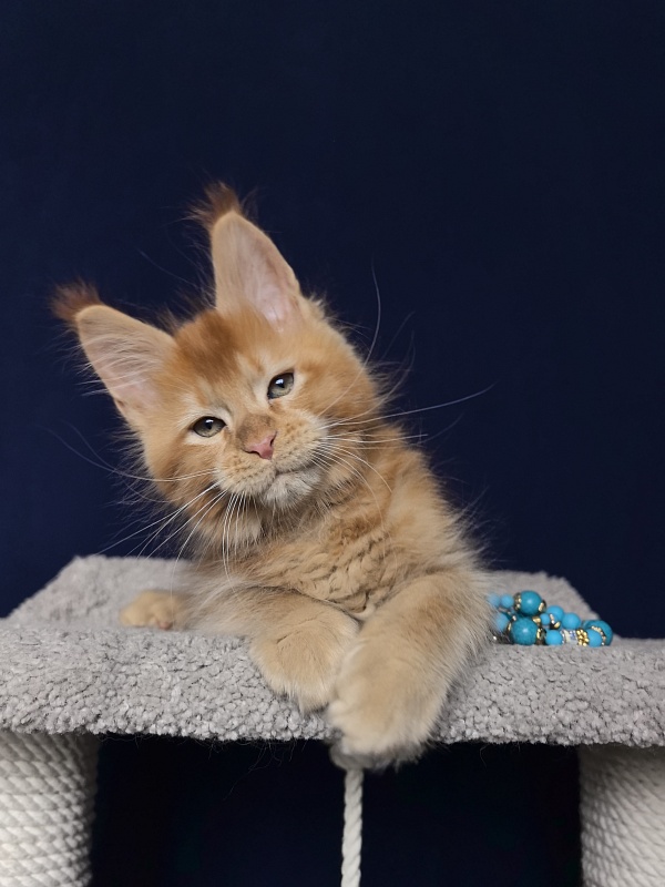 Punsh Akbars - Kitten maine-coon 2 months 0.5 weeks