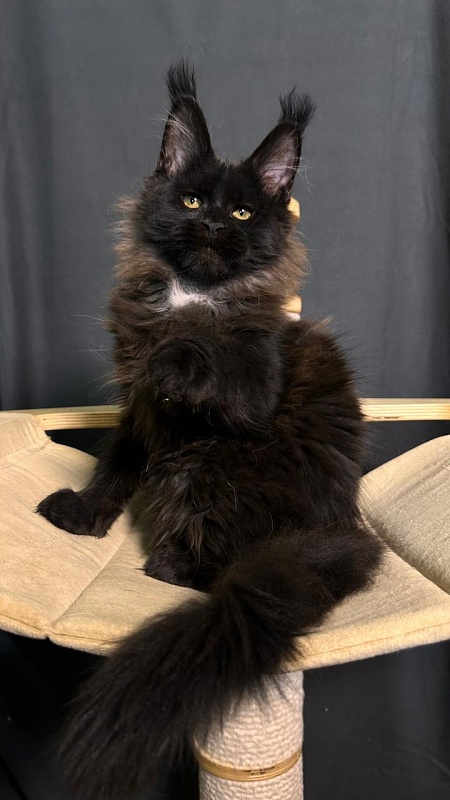 Pearl Vasilisa Akbars - Kitten maine-coon 3 months 1 week