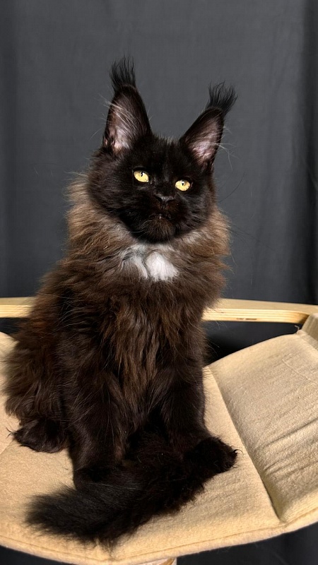 Pearl Vasilisa Akbars - Kitten maine-coon 3 months 1 week