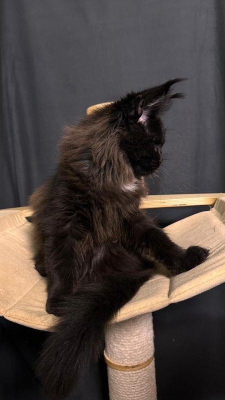 Pearl Vasilisa Akbars - Kitten maine-coon 3 months 1 week